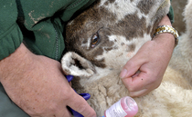 More BTV-3 vaccine will be arriving 'soon'
