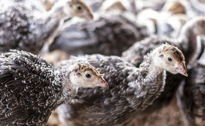 A farm has been suspended by Red Tractor after disturbing footage showing mistreatment of birds emerged