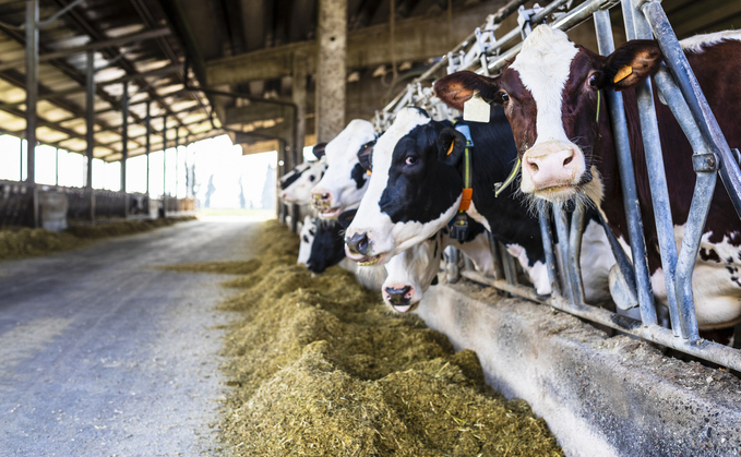Cows' are a major source of methane emissions | Credit: iStock