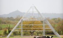 Fallow year for Glastonbury gives cows chance to 'reclaim their land'