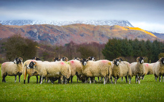 Attempts to revoke Lake District's World Heritage Site status a 'poorly misguided' attack on farmers