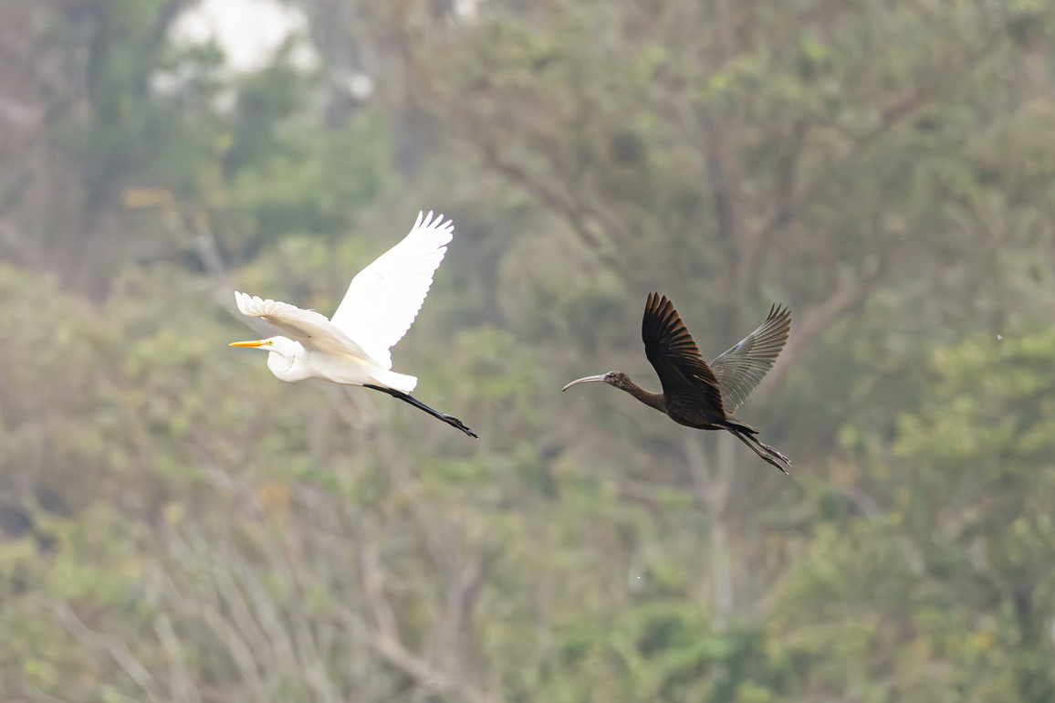 (HainanOutlook) CHINA-HAINAN-CHANGJIANG-WETLAND PARK-GLOSSY IBIS (CN)