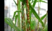  New research into wheat stem rust will be a valuable tool in the disease's management. Picture courtesy CSIRO.