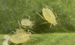 Further cases of neonicotinoid resistance in green peach aphids