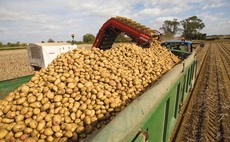 Average potato yields estimated in North-Western Europe