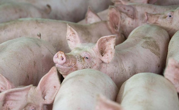 Pork shortage looms