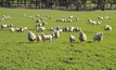 Investment models to drive sheep industry growth examined