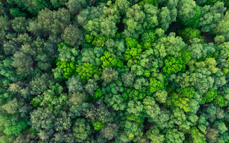 New Patch platform to streamline carbon credit sourcing and buying