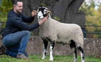 Sales round up: Strong demand for Swaledale rams, HW Angus sell to 18,600gns, buoyant suckled calf sales