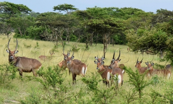 Uganda opens doors to tourism, considers airport opening Uganda opens doors to tourism, considers airport opening