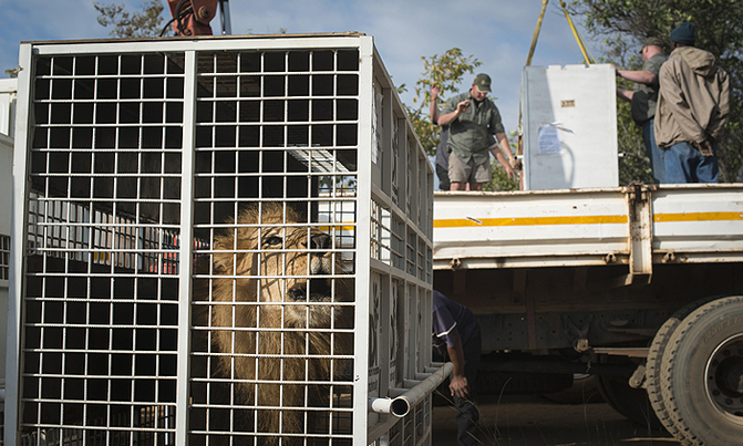 Rescued circus lions take first steps on African veld Rescued circus lions take first steps on African veld