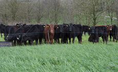 Cell grazing versus set stocking