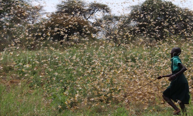 Big swarms land in Uganda Big swarms land in Uganda