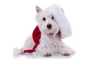 Specflue launches Christmas appeal