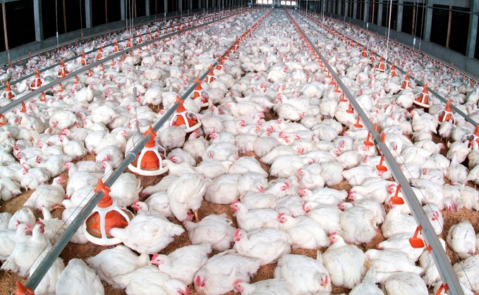 "There are already well over 20 million chickens in Shropshire, we do not need more."