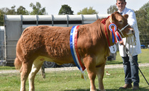 Commercial heifer claims supreme title at Hope Show