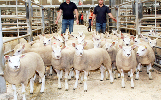 Sales round up: Averages up for store lambs at Skipton, Texels to £9,800 online, strong store cattle trade at Penrith