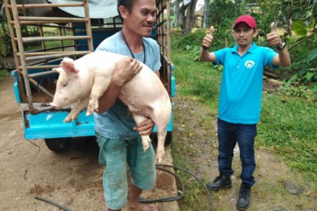 Bohol eyes supplying hogs, pork meat to ASF-ravaged Luzon