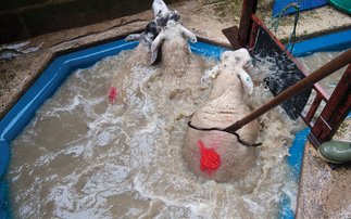 Sheep dip land disposal permits to be phased out in Wales