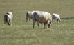 Peak bodies including Cattle Australia have welcomed a delay on the implementation of strict European Union deforestation regulations. Photo: Mark Saunders.