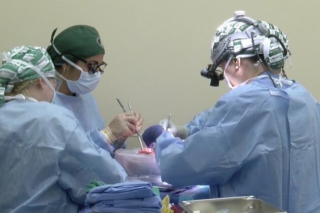 Milestone surgery sees pig kidneys transplanted into human