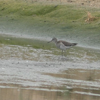 Tamil Nadu: Rare Little Stint arrive in Thoothukudi, Environmentalists flag habitat loss of migratory birds