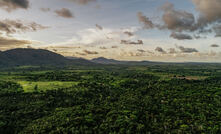 Floresta mantida pela Vale