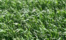 Good crop-growing conditions in August and September should see northern WA grainbelt areas on track for a terrific year. 