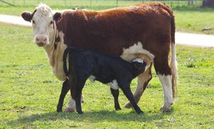 Careful animal health and nutrition management can help reduce the risk of dystocia at calving. 