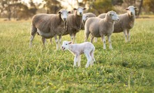 Sheep shortage sees more plants close