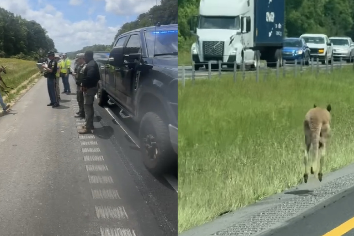 Alabama kangaroo chase shuts down I-85, causes two-car crash