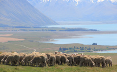 New Zealand sheep prices rise: what does it mean for the UK?