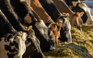 Partner Insight: Seamless Dairy Data Solutions for Smarter Farming Decisions