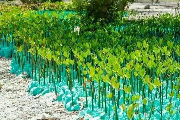 Formation de competences vertes pour regenerer la nature : enjeux en Afrique du Sud et au Senegal