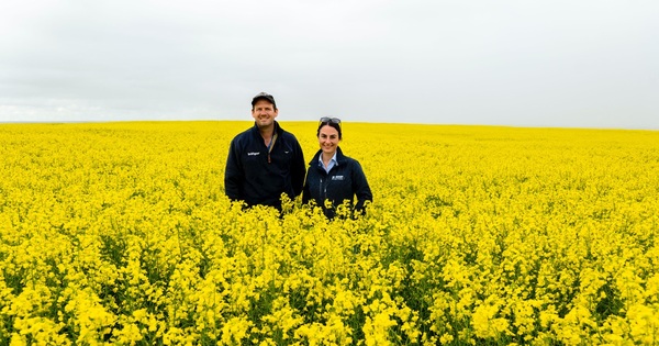 BASF boosts InVigor canola range