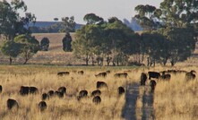 Grain finished cattle can now be classified as "grain fed".