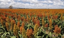 Heat hurting sorghum crops