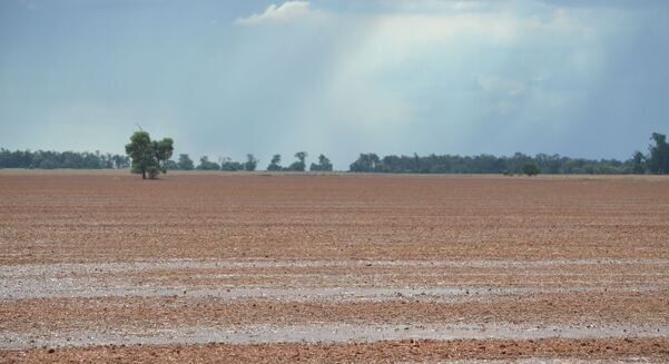 Rain has provided a favourable beginning to the season in multiple regions across Australia. 
