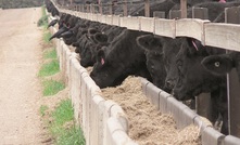  The report showed stress can be managed throughout the beef supply chain. 