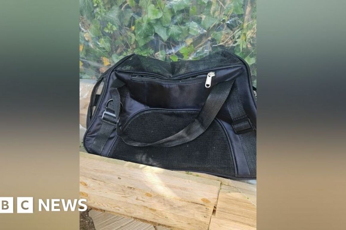 Two teens arrested after kittens found 'mutilated' in Ruislip