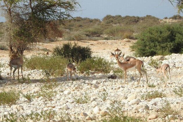 Oman secures seat on UNESCO's International Coordinating Council