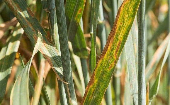 Sowing date the main driver of septoria pressure