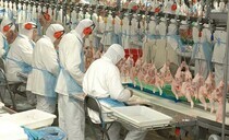 Sentences for men after £300,000 chicken fraud in North Wales