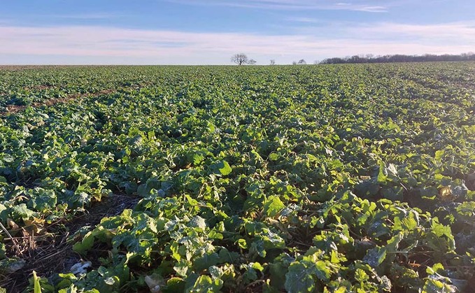 Groundswell 23: Trials reveal benefits of companion cropping oilseed rape