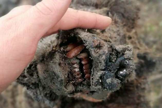 39,000-year-old cave bear remains found in Russia
