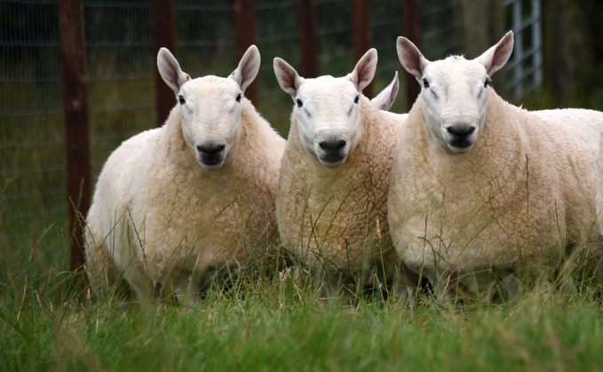 Cheviot wool is paying 85p per kilo, up from 57p the previous year