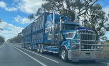 A new resource hub has been launched to help livestock transport. Photo: Mark Saunders.