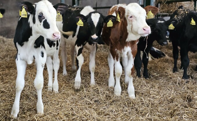 Zero treatments and zero calf losses – the holy grail?