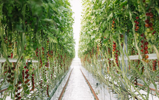 Glasshouse grown: The high-tech future of British tomatoes
