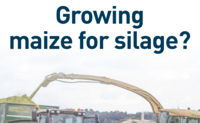 Growing Maize for Silage?